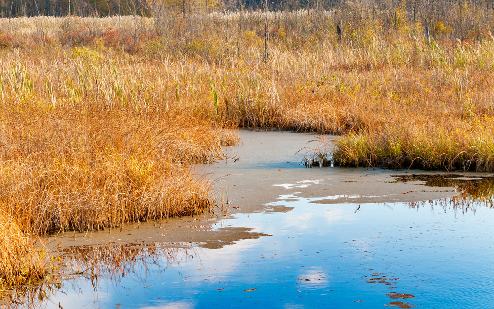 Lush wetlands with golden grasses and calm water reflecting the sky, showcasing a tranquil natural landscape.